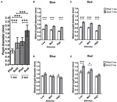 Maturation of the Pupil Light Reflex Occurs Until Adulthood in Mice